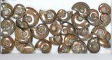 Lot: kg Iridescent, Red Flash Ammonites (-) - Pieces #82497-2
